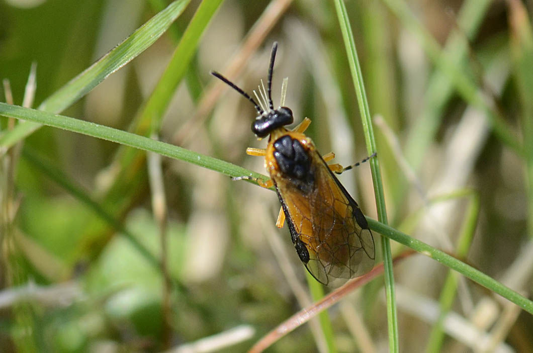 Athalia rosae? (Tenthredinidae) - monte Summano (VI)